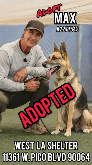 Max, adopted from the West LA Shelter