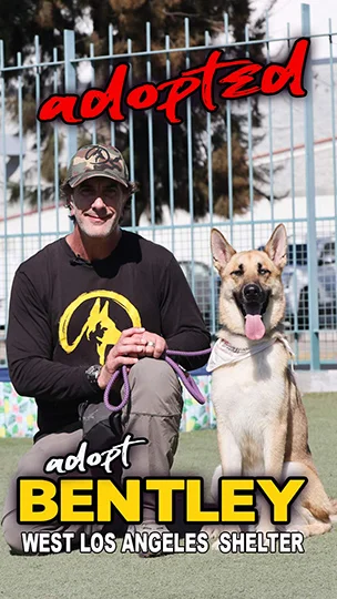 Bentley, adopted from the West LA Shelter