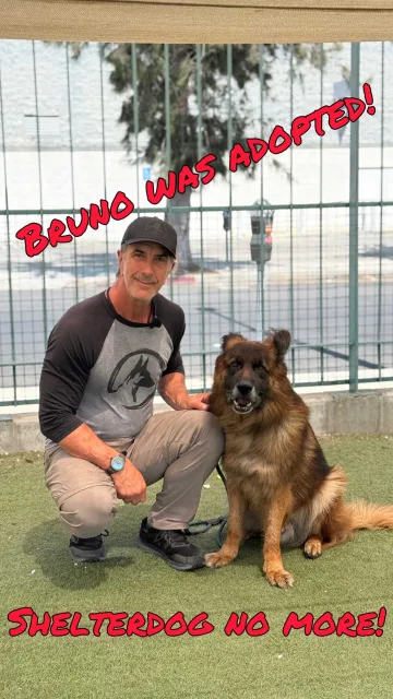 Bruno, adopted from the West LA Shelter