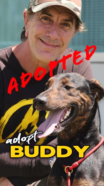 Buddy, adopted from the West LA Shelter