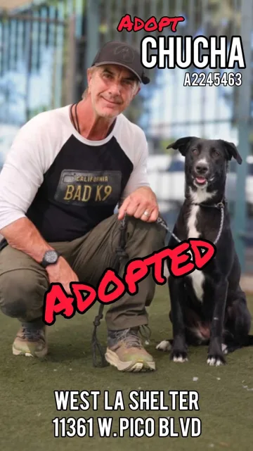 Chucha, adopted from the West LA Shelter