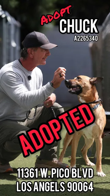 Chuck, adopted from the West LA Shelter
