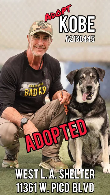 Kobe, adopted from the West LA Shelter