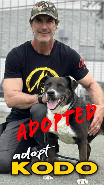 Kodo, adopted from the West LA Shelter