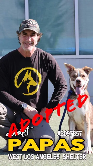 Papas, adopted from the West LA Shelter