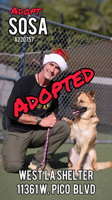 Sosa, adopted from the West LA Shelter
