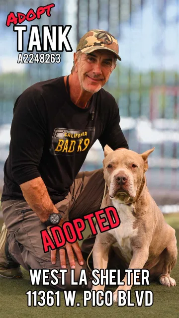 Tank, adopted from the West LA Shelter