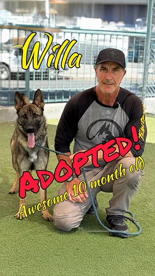 Willa, adopted from the West LA Shelter