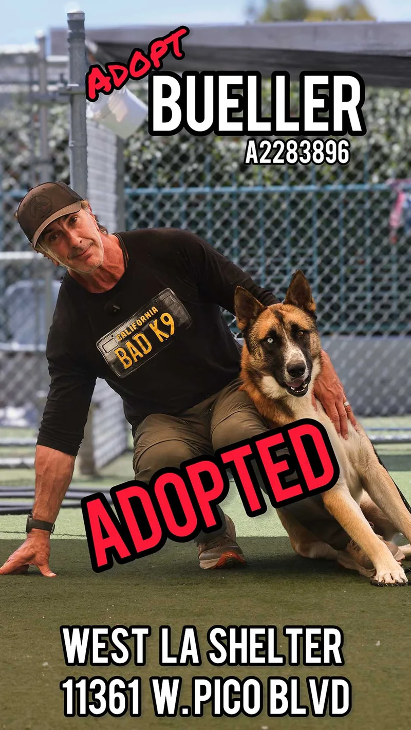 Bueller, adopted from West LA Shelter