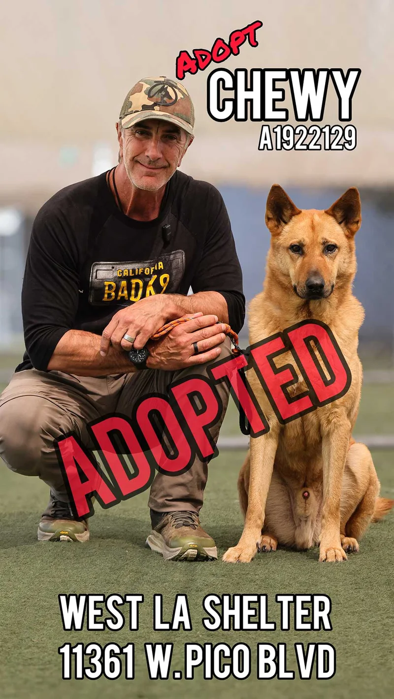 Chewy, adopted from West LA Shelter