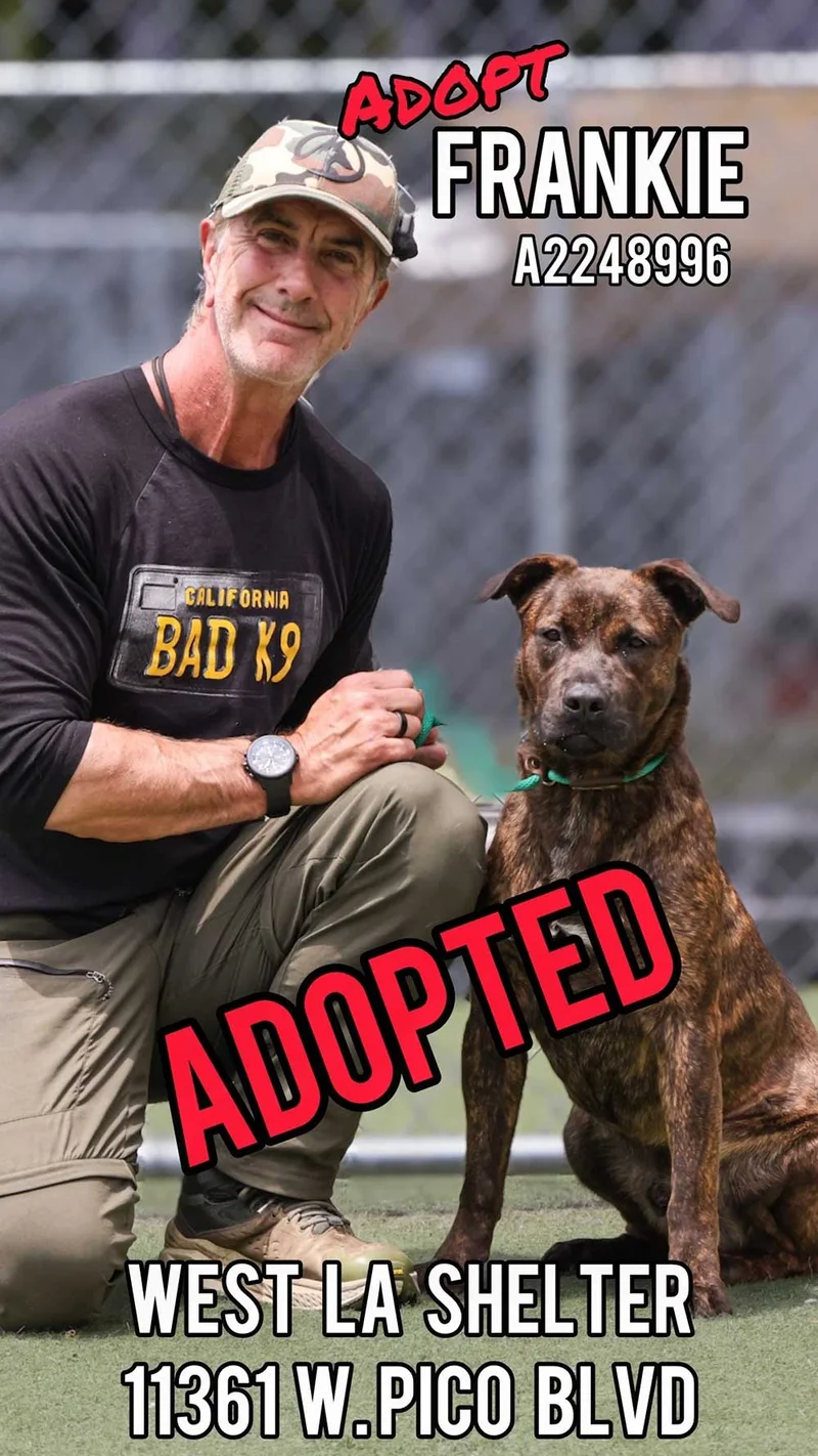 Frankie, adopted from West LA Shelter