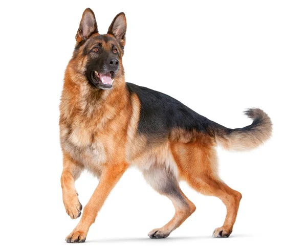 Black & Red German Shepherd