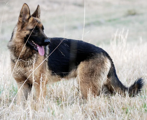 Black & Tan German Shepherd