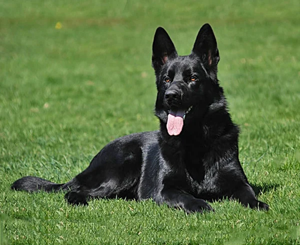 Black German Shepherd