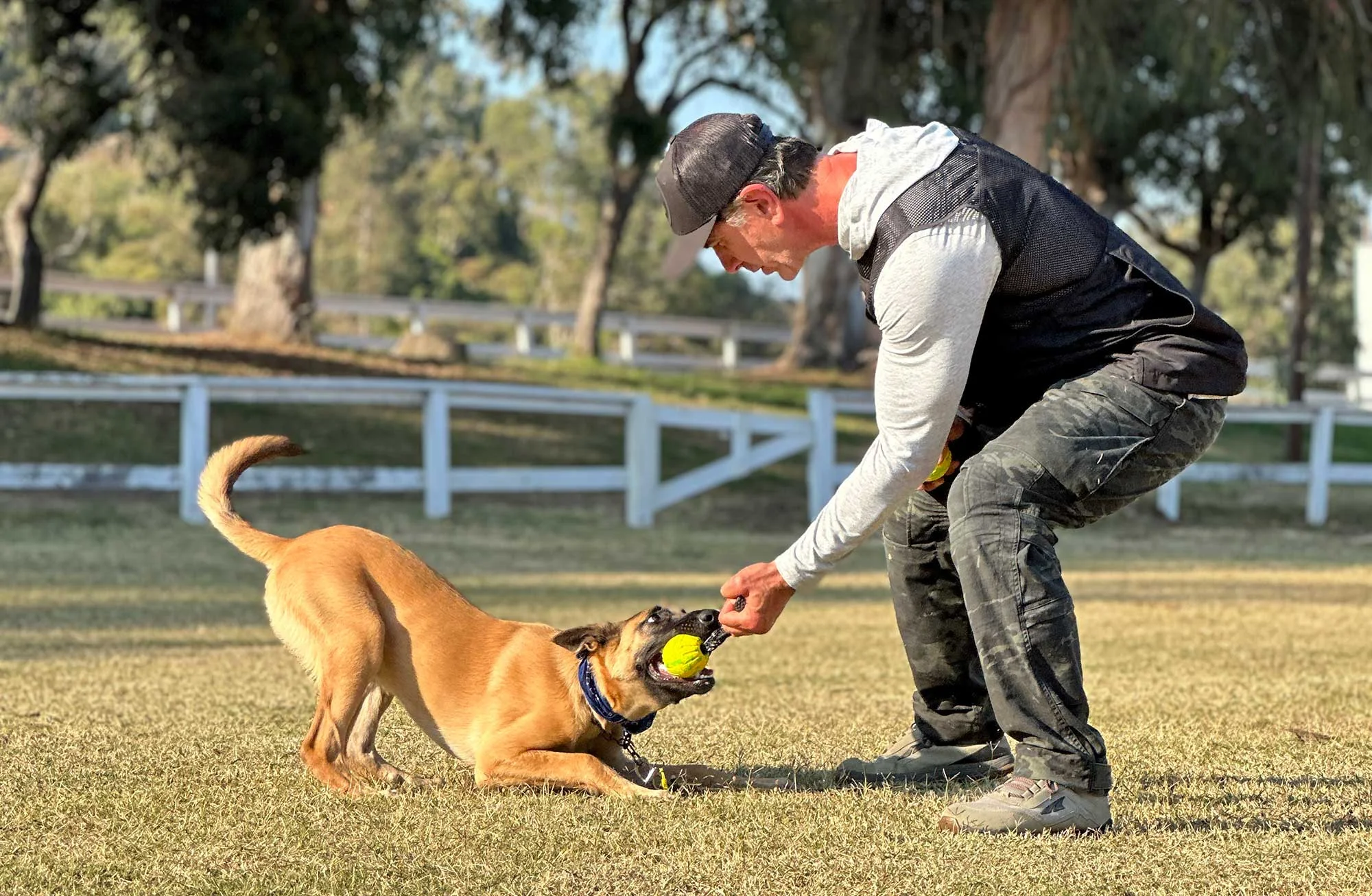 Robert Cabral playing tug with a young Malinois on a field