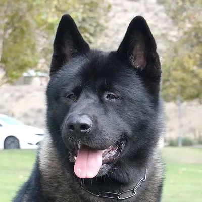 Max