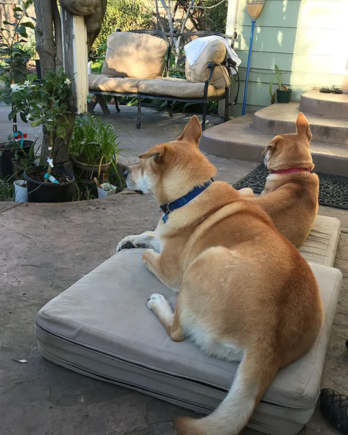 Bingo and Houdini