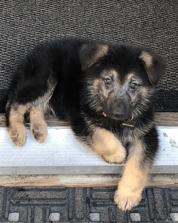 Enzo Puppy